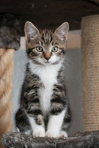 Kätzchen auf dem Kratzbaum