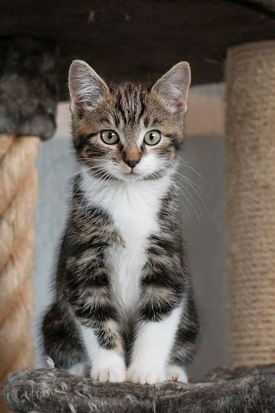 Kitten on the scratching post by Mariska van der Heijden