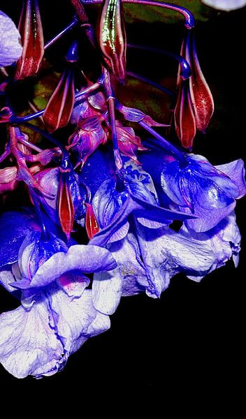 springbalsemien van ton langbroek