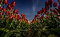 Rote Tulpen in einer Reihe von Erik Keuker Miniaturansicht