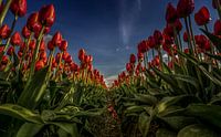 Rote Tulpen in einer Reihe