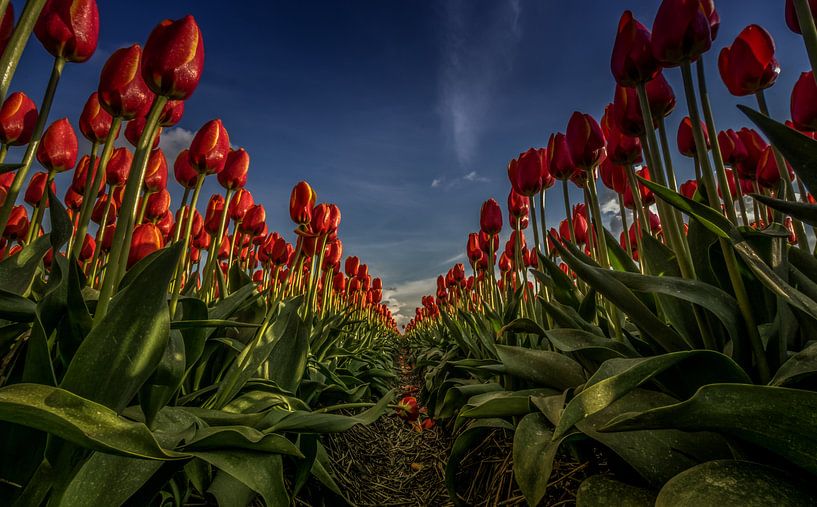 Rote Tulpen in einer Reihe von Erik Keuker