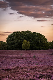 La lande de Wezepsche dans toute sa splendeur, avec la bruyère en fleurs dans la Veluwe sur Koen Lipman