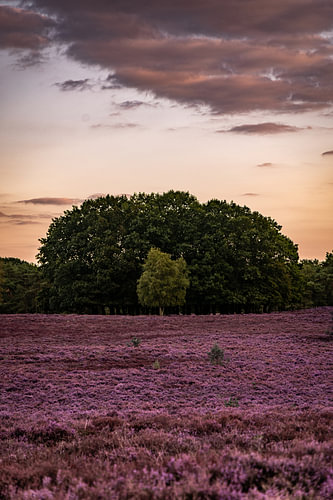 Wezepsche Heide at its most beautiful, with the heather in bloom in the Veluwe