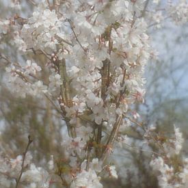 Spring van Janny Kleijn