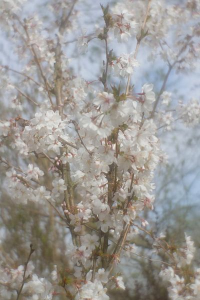 Spring van Janny Kleijn