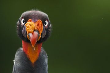 Koningsgier kop beeldvullend