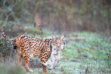 Lynx pardel Lynx pardelus