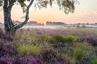 Bouleau sur la lande par Joep de Groot Aperçu