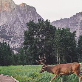 Hert Yosemite nationaal park von Michelle van den Hondel