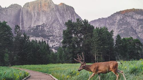 Hert Yosemite nationaal park