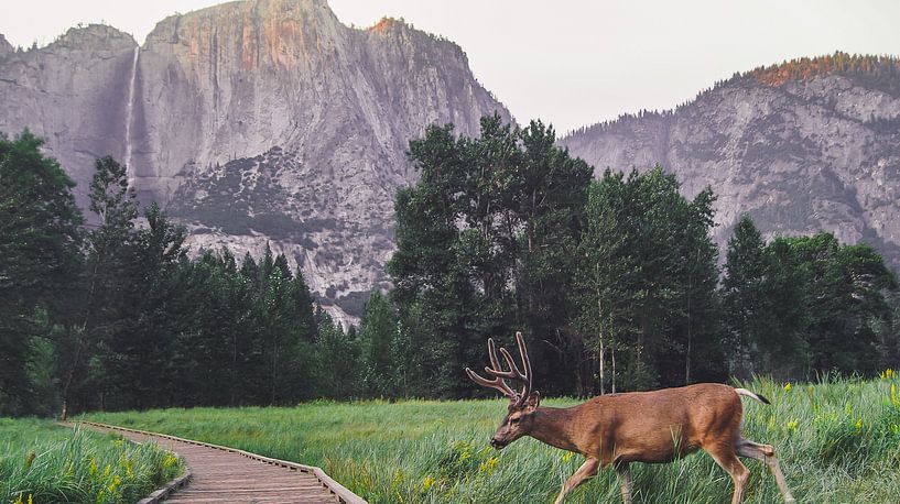 Hert Yosemite nationaal park par Michelle van den Hondel