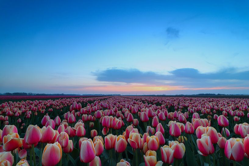 Tulpenveld von Peter Abbes