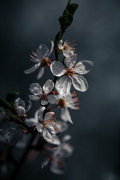 Mysteriöse Blüte von Sem Viersen