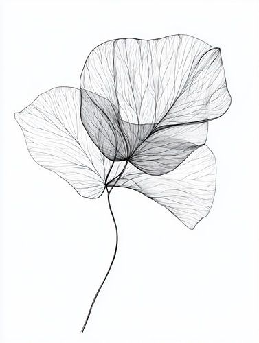 Pétales de fleurs délicats et transparents