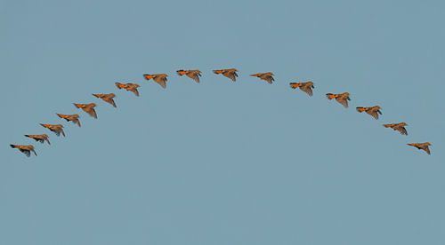 blauwborst baltsvlucht 'art of flight'