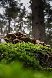 Mushrooms by S van Wezep