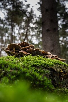 Champignons sur S van Wezep