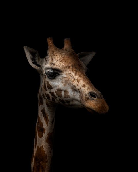 Girafe sur fond noir par Leon Brouwer