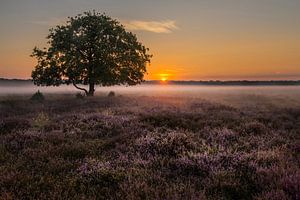 Blühende Bussommerheide bei Sonnenaufgang