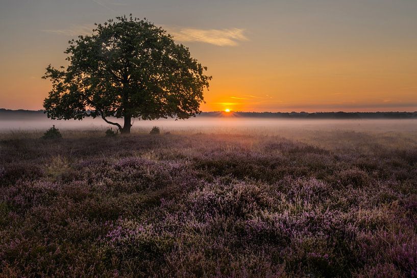Blooming Bussummer heath at sunrise by Peter Bartelings