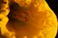 Jonquille (macro)
