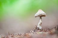 Mushroom in the Liesbos forest by Judith Borremans thumbnail