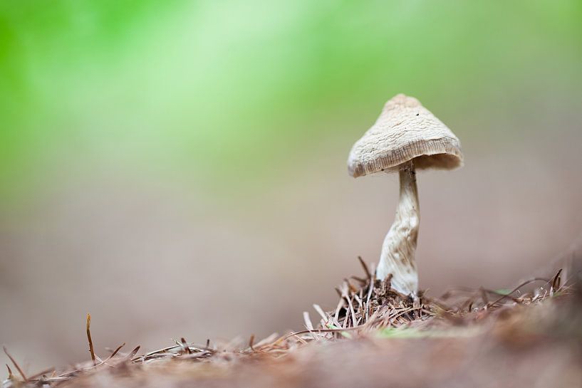 Mushroom in the Liesbos forest by Judith Borremans