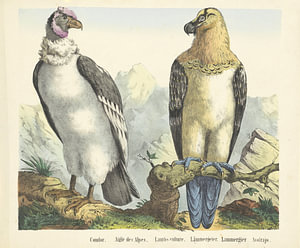 Kondor. / Aigle des Alpes. / Lämmergeier. / Lämmergeier. / Bartgeier / Avolrajo, Firma Joseph Scholz