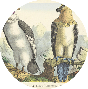 Condor. / Aigle des Alpes. / Lambs-vulture. / Lämmergeier. / Lammergier / Avolrajo, firma Joseph Sc