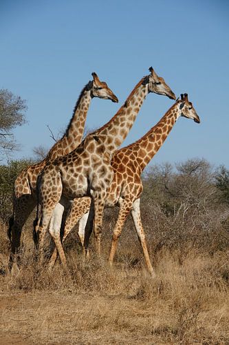 Trio of giraffes