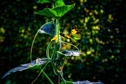 Schmetterling im Gemüsegarten