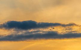 cranes by Harry Siegers