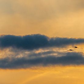 cranes by Harry Siegers