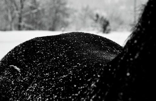 Winter over een paardenrug...