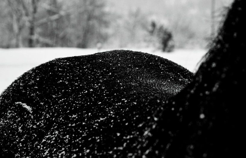 Winter over een paardenrug... by Albertha  de Vries