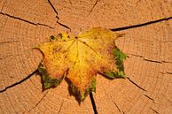 Ahornblad in de herfst van Ulrike Leone thumbnail