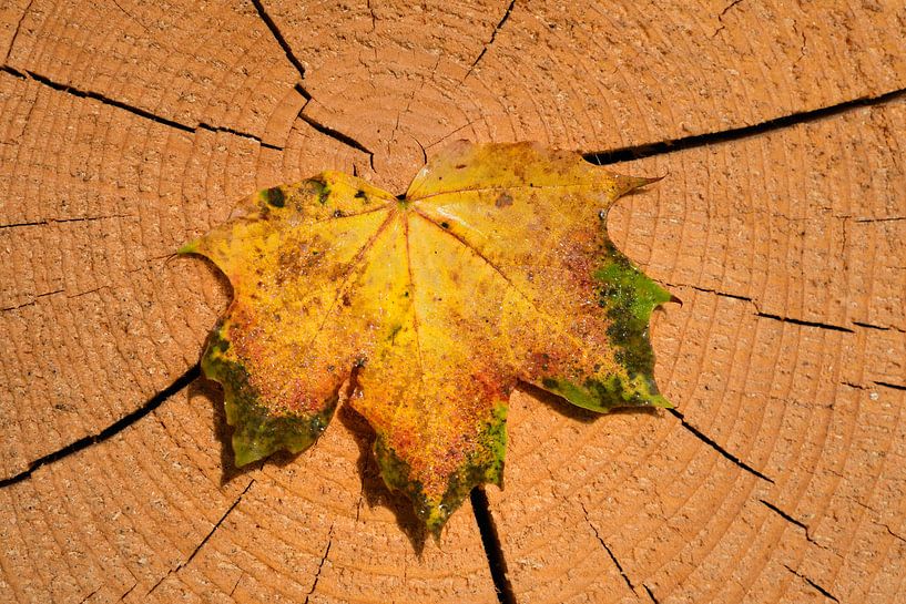 Ahornblad in de herfst van Ulrike Leone