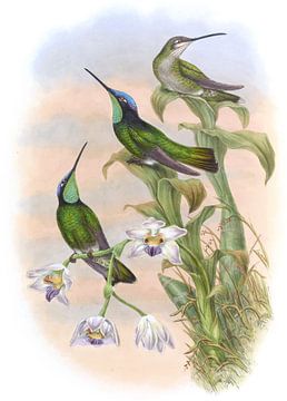 Costa Rica zoemende vogel, John Gould van Hummingbirds