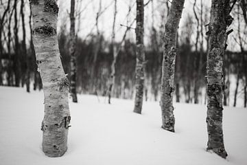 Stems of small birches