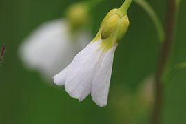 Teder wit bloempje sur Anja van Deursen