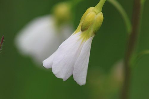 Teder wit bloempje von Anja van Deursen