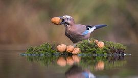 Der Sammler von Jan-Willem Mantel