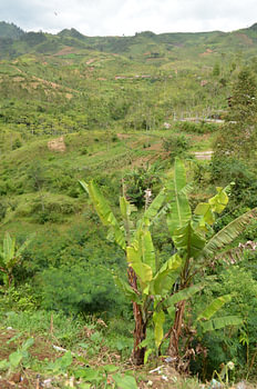 Grüner Blick in Indonesien