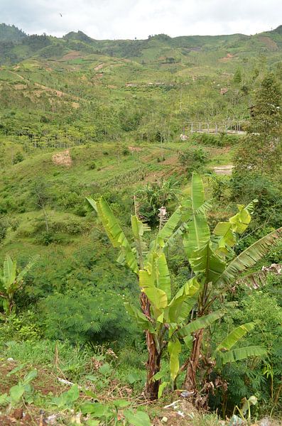 Green view in Indonesia by Laura