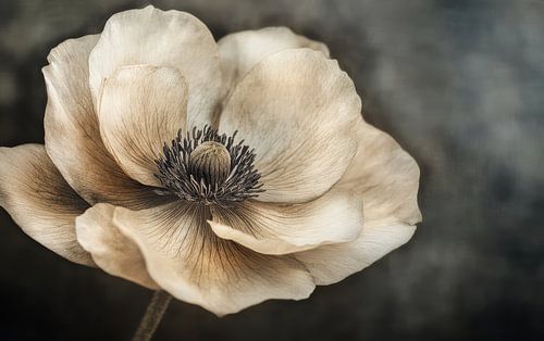 Bloem in ingetogen kleuren