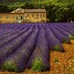 Lavendel-Farm von Lars van de Goor