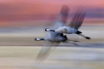 Common Cranes in flight