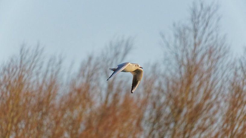 Flying seagull by JW Image Solutions