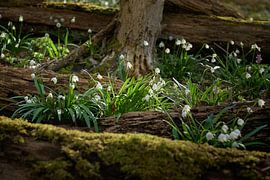 Sneeuwvlok bloemen in de weiden